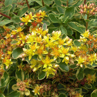 Sedum kamtschaticum 'Variegatum'