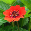 Potentilla 'Gibson's Scarlet': Bild 1/4