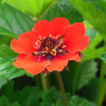 Potentilla 'Gibson's Scarlet'