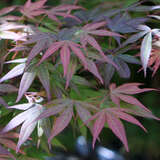 Acer palmatum 'Beni-ubi-gohon' - Japanischer Ahorn