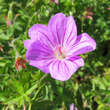 Geranium 'Blushing Turtle': Bild 3/4