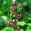 Lilium martagon: Bild 1/1