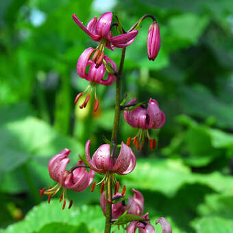 Lilium martagon