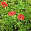 Potentilla 'Gibson's Scarlet': Bild 3/4