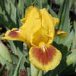 Iris pumila 'Little Orchid': Bild 1/1