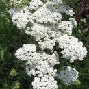 Achillea millefolium 'New Vintage White' - Schafgarbe