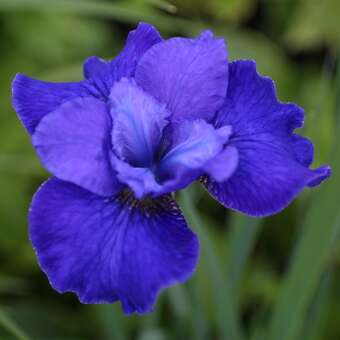 Iris sibirica 'Harpswell Halleluja'