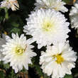 Chrysanthemum koreanum 'Wee Willie': Bild 4/5