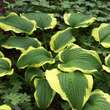 Hosta 'Yellow River': Bild 1/1