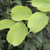 Celtis koraiensis - Korea-Zürgelbaum