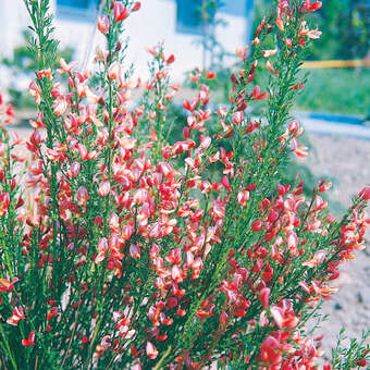 Cytisus 'Roter Favorit'