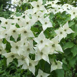 Cornus kousa 'Milky Way' - Japanischer Blumenhartriegel