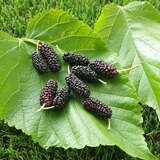 Morus nigra 'Wellington' - Schwarzer Maulbeerbaum