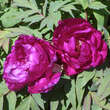 Paeonia suffruticosa violett: Bild 2/2