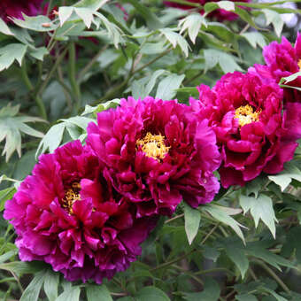 Paeonia suffruticosa violett