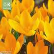 Crocus vernus 'Yellow Mammouth': Bild 1/1