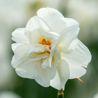 Narcissus Bridal Crown