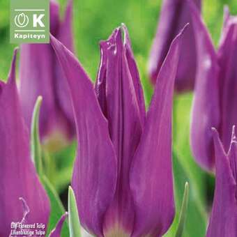 Tulipa Purple Dream