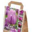 Tulpen Violett Shades: Bild 1/1