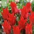 Tulipa greigii Rotkäppchen: Bild 1/1