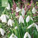 Galanthus elwesii - Schneeglöckchen