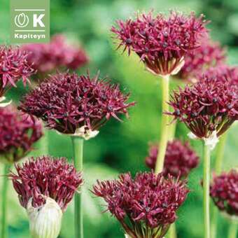 Allium atropurpureum