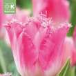 Tulipa Fancy Frills: Bild 1/1