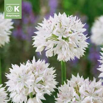 Allium Graceful Beauty