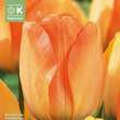 Tulipa Daydream: Bild 1/1