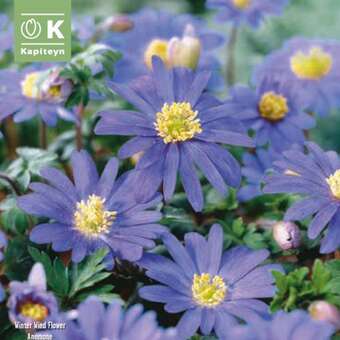 Anemone blanda Blue Shades