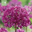 Allium aflatun.'Purple Sensation': Bild 1/1