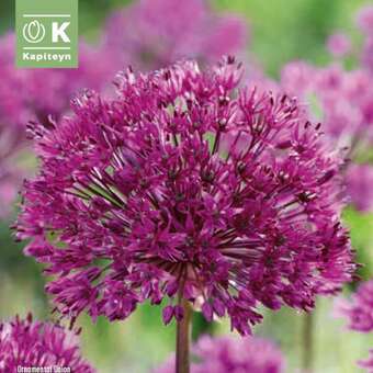 Allium aflatun.'Purple Sensation'