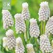 Muscari armeniacum Siberian Tiger: Bild 1/1