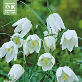 Fritillaria meleagris Alba