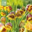 Fritillaria michailovskyi: Bild 1/1