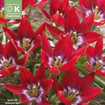 Tulipa Tiny Timo