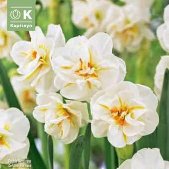 Narcissus Sir Winston Churchill