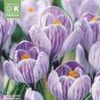 Crocus vernus 'Pickwick': Bild 1/1