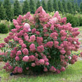 Hydrangea paniculata 'Fire Light' - Rispenhortensie