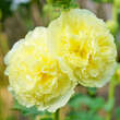 Alcea rosea 'Pleniflora gelb': Bild 1/1
