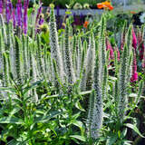 Veronica spicata 'Snow Candles' - Ehrenpreis