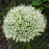 Allium nigrum - Zierlauch