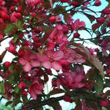 Malus 'Royal Raindrops' - Zierapfel
