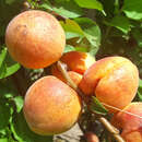 Prunus armeniaca 'Frühe Rosenmarille' - Marille