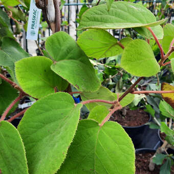 Actinidia deliciosa 'Tomuri' (M)