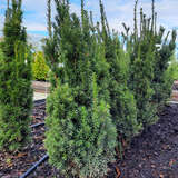 Taxus media 'Hillii' - Strauch-Kegeleibe