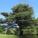 Cedrus libani 'Glauca' - Blaue Atlaszeder