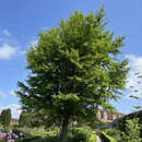Ginkgo biloba - Ginkgo, Fächerblattbaum