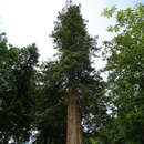 Sequoia sempervirens - Küsten-Mammutbaum, Redwood
