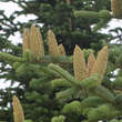 Abies nordmanniana: Bild 5/10